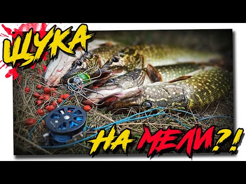 Pike fishing in shallow water