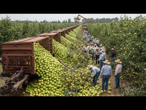 Unbelievable Harvest 2025 — Millions of Tons of Fruits & Vegetables Collected with Modern Machines