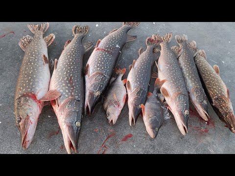 Це ПРАВИЛО дає більше РИБИ та цілі НОГИ , Рибалка на хижака