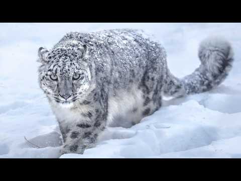 SNOW LEOPARD | IRBIS ─ The Shadow Hunter of The Himalayan Mountains