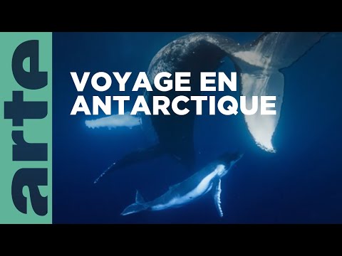 L'odyssée des baleines à bosse | ARTE Évasion