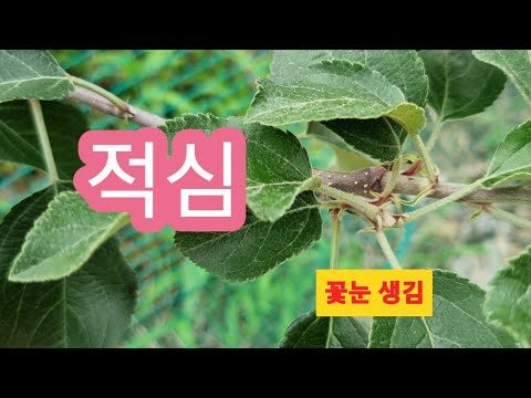 사과나무 적심해서 꽃눈 만드는 방법