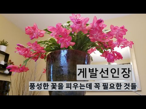 How to grow crab cactus / fertilizer that makes many flowers bloom