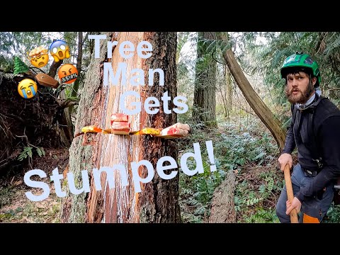 Super Stupid Stubborn Tree Removal! Doug Fir falls into neighboring tree and gets stuck!