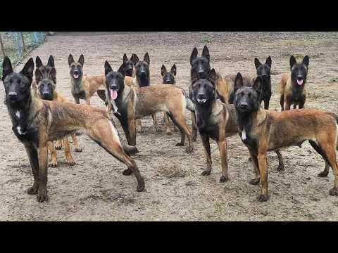 Don't Get A Malinois Until You Watch This Video!