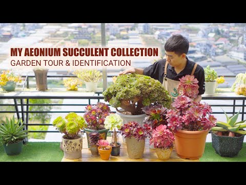 My Aeonium Collection after 9 Years of Colleting | Garden Tour Ep12