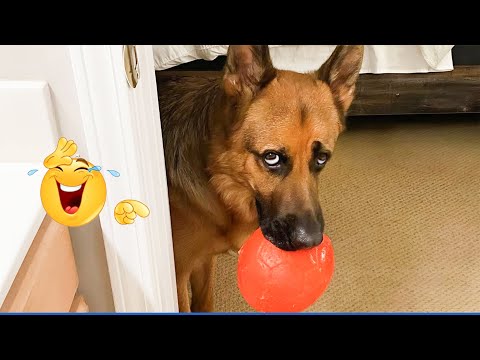 You Will Die Laughing At These Dogs 😹🐶 Funniest Cat & Dog Moments Ever Recorded 🤣