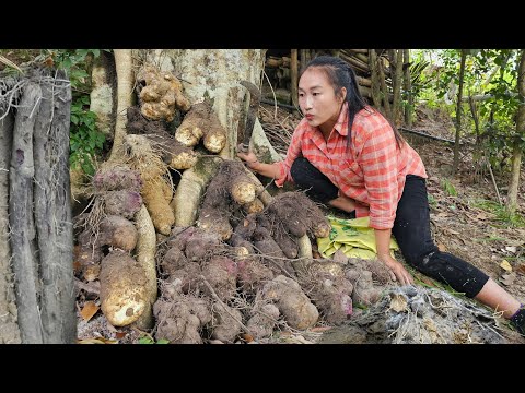 Harvesting wild yam of unusual colors and taking them to the market to sell, boiled yam - Ly Thi Tam