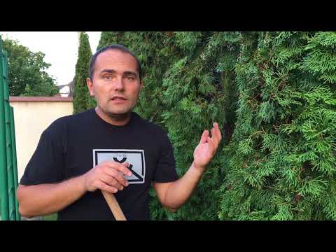 Как правильно удобрять туи