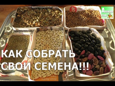 С каких растений можно собирать СВОИ семена?