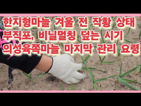 Pre-winter crop status of Korean garlic, timing of plastic mulching and non-woven covering, and f...
