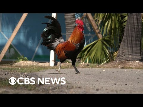 Meet the surprising figures who rule the roost in Key West