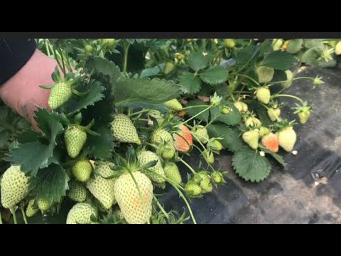 Обзор клубники АГРОМИЛЛОН 13 апреля 2022 год
