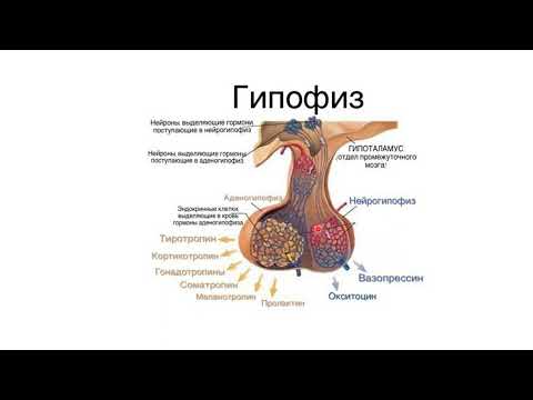 Гипофиз анатомиясы және гистологиясы