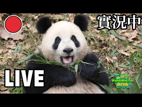 Panda's Spring Feast | iPanda