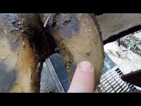 Ep. 21  WHAT DOES THIS GIRL HAVE STUCK IN HER HOOF???