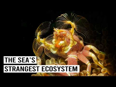 Is This Even Real? The Oceans Most Bizarre Creatures Live Here...