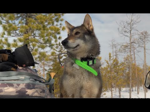 Добыть матерого Волка