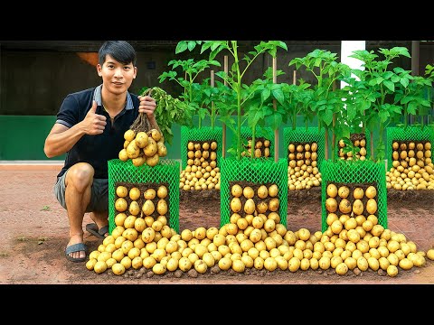 You won't regret trying this amazing potato growing method!