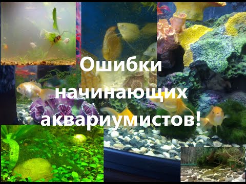 Ошибки начинающих аквариумистов.