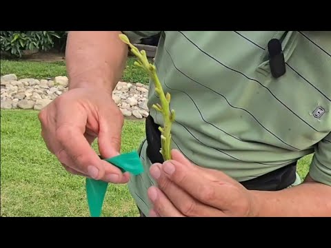 How to graft an Avocado tree.