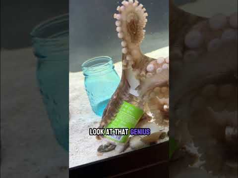 Can Susie the octopus open the lid to get a shrimp?