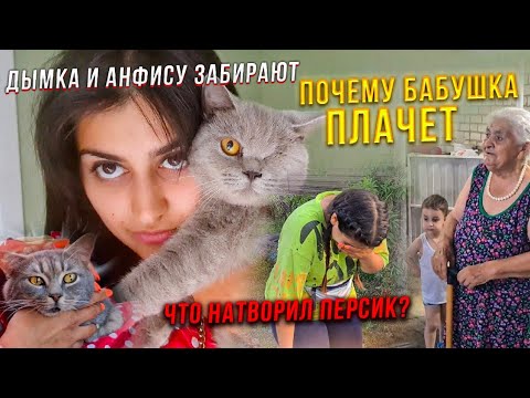 Анфиса и Дымок отправились в добрые руки😍 Перс меня свалил🤦‍♀️Жесть. Встречаем моего брата с Москвы.