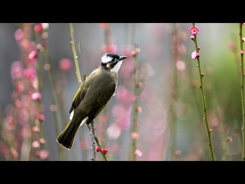 Watch: Light-vented bulbul couple takes turns incubating eggs
