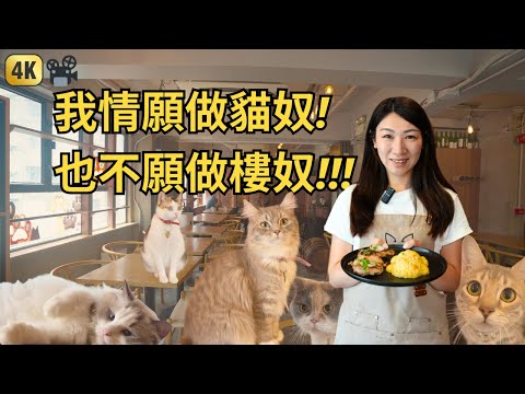 香港冇樓唔緊要 最重要貓貓過得好! | Meowtini Cat Cafe 旺角貓天尼