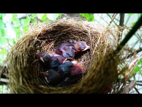 2017白頭翁孵幼鳥觀察