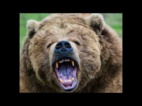 Home Invasions By Bears  4 Scary Bear Attacks