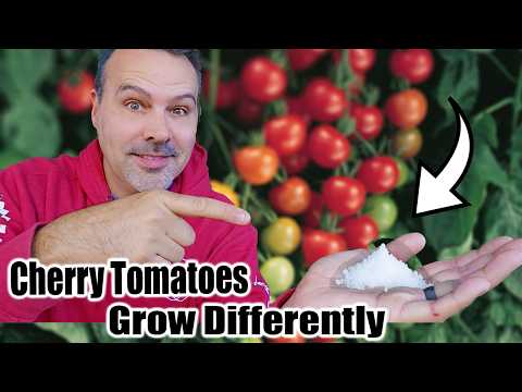 Grow Cherry Tomatoes in a Container