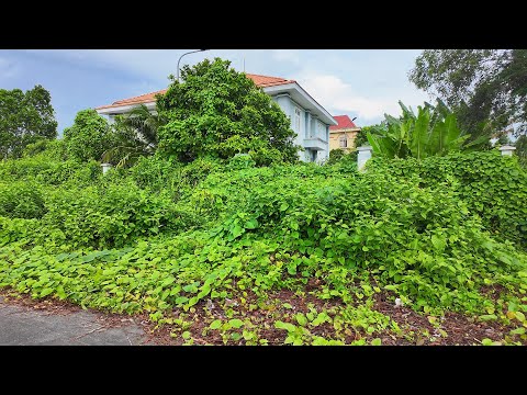 He Built a Luxury Villa Here… Now It’s Buried Beneath a Jungle of Trash