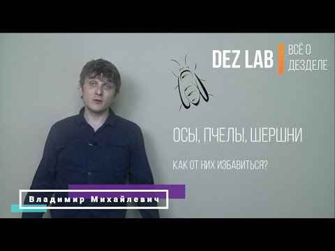 Осы, пчелы, шершни. Как избавиться?