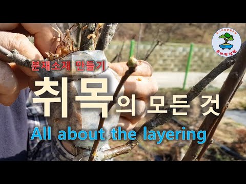 분재 소재 만들기, 취목의 모든 것All about the layering