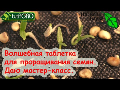 С ЭТОЙ ТАБЛЕТКОЙ УГЛЯ ОТЛИЧНАЯ ВСХОЖЕСТЬ СЕМЯН ПЕРЦА, ТОМАТА И ДРУГИХ РАСТЕНИЙ. И без ПЕРЕКИСИ!