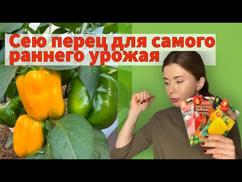 ПРОВЕРЕННЫЙ ГОДАМИ И НАДЕЖНЫЙ СПОСОБ ПОСЕВА ПЕРЦА. Когда сеять перец на рассаду