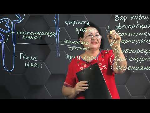 Абсорбция және реабсорбция. Зәрдің түзілуі. 1 бөлім. 10 сынып.