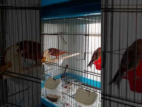 Содержание и уход за канарейкой.