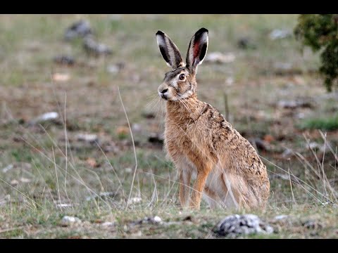 Патрон на зайца мой вариант