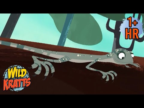 Flight of the Draco | NEW COMPILATION | Forest Mission | Wild Kratts | 9 Story Kids