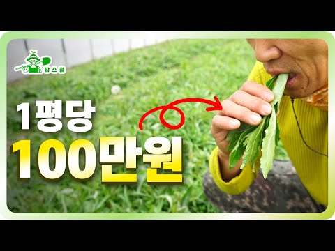 평당 100만원 수익의 특용작물!ㅣ나 홀로 25,000평 농사
