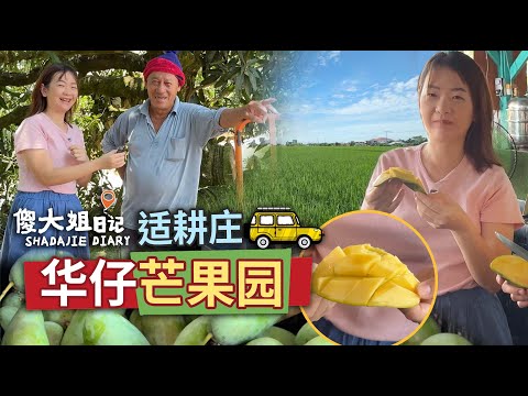 适耕庄必打卡【华仔芒果园】傻大姐带你喝最浓郁的芒果冰沙，园主花30年种出来的芒果！还能买手信带回家！