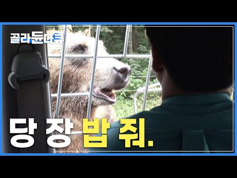 경력은 중요치 않다. ‘매일 처음처럼 긴장감 유지’ | 사파리 맹수들 밥 챙겨주기 | 극한직업 | 동물원 사육사 | #골라듄다큐