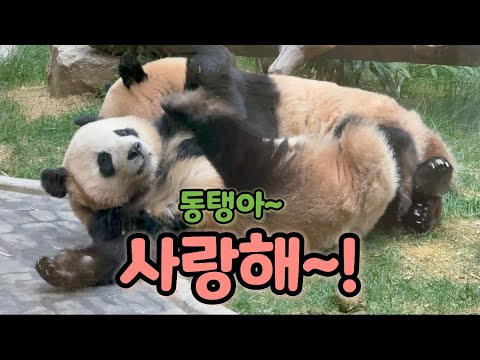 동탱이 넌 내꺼야❣️🧸후이 얼굴에 마킹하는 루이ㅋㅋㅋ💜😂