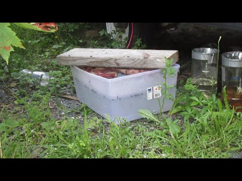 How to make wasp traps