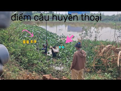 điểm câu huyền thoại trúng mánh bầy cá tra bự khứ ách bằng bài mồi mới