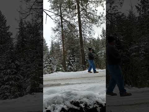tree project cut down some trees with a chainsaw tiny house homestead