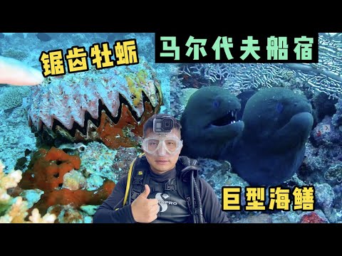 《环球探海记》马尔代夫 第4天:今天下潜至30米,居然看到鲨鱼泛滥,太吓人了 #马尔代夫 #船宿 #水肺潜水 #鲨鱼 #深潜 #旅行攻略