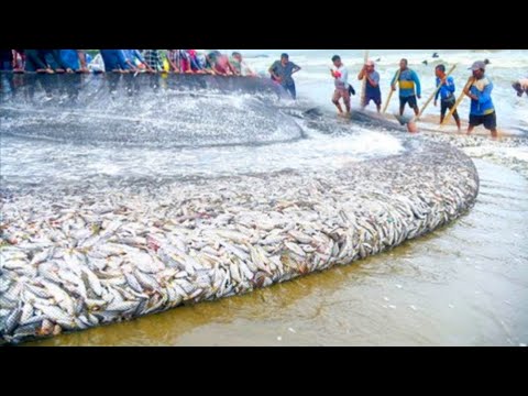 😱😮 unbelievable !! Your never seen that before %100% - amazing seine net fishing full video wow!